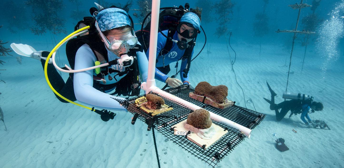 Coral reef conservation efforts