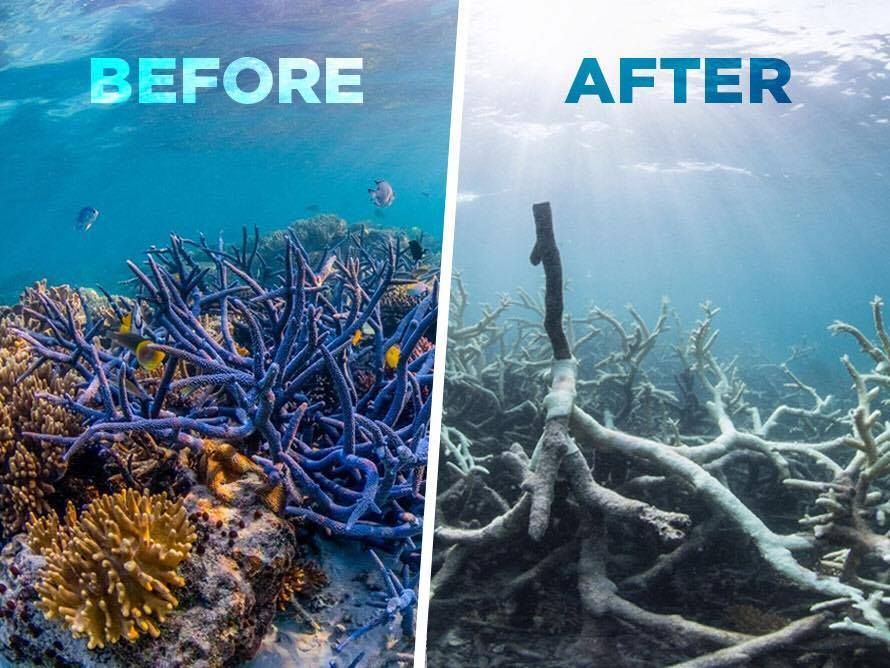 Environmental impact of coral reef degradation