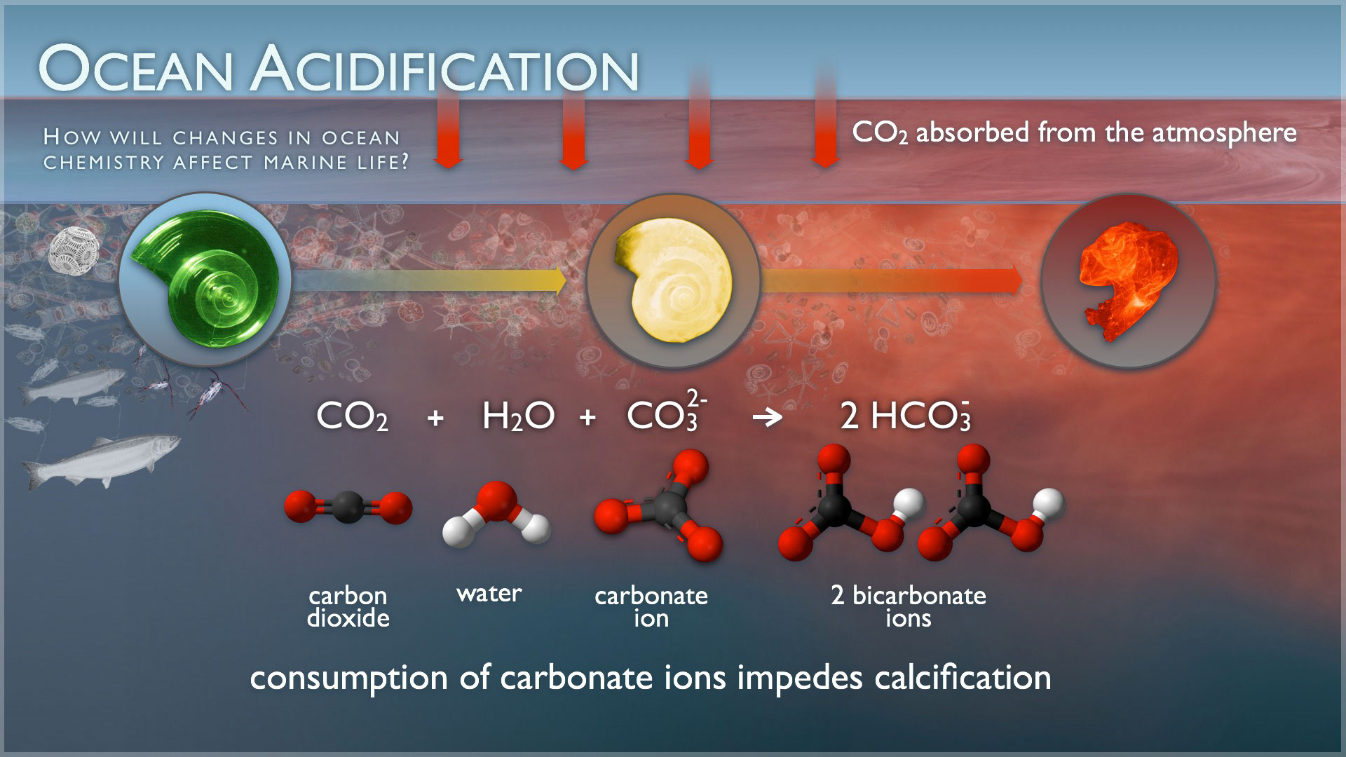 Ocean acidification effects on marine life
