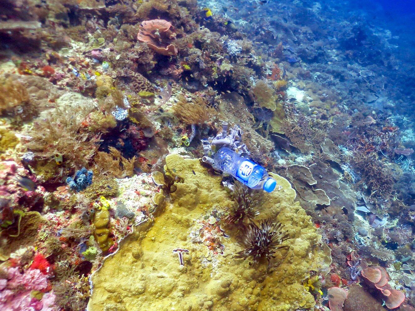 Pollution impact on coral reefs