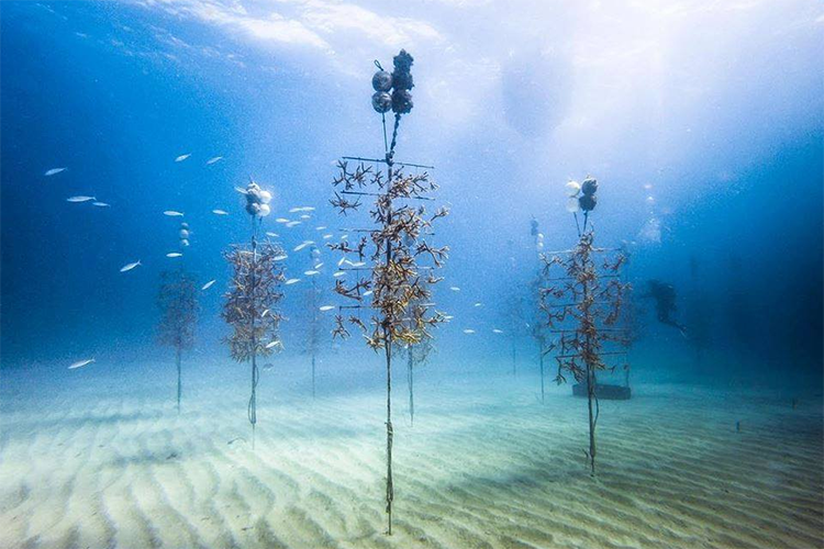 Restoring Coral Reefs