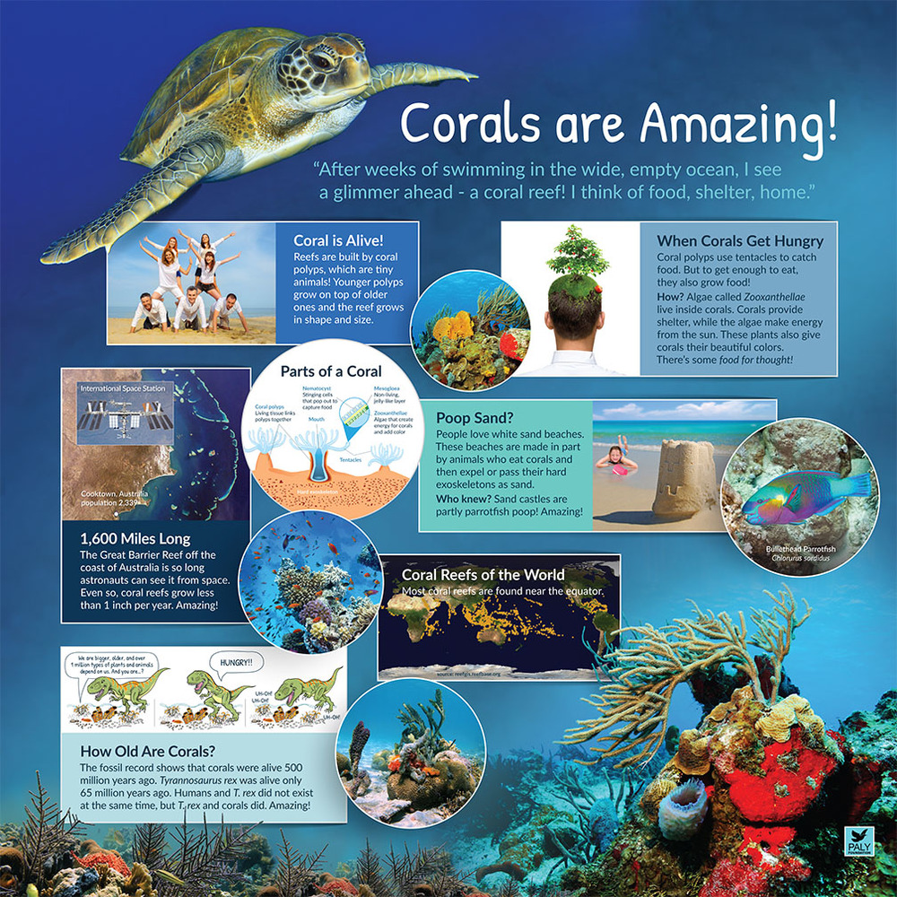 Coral reef conservation image