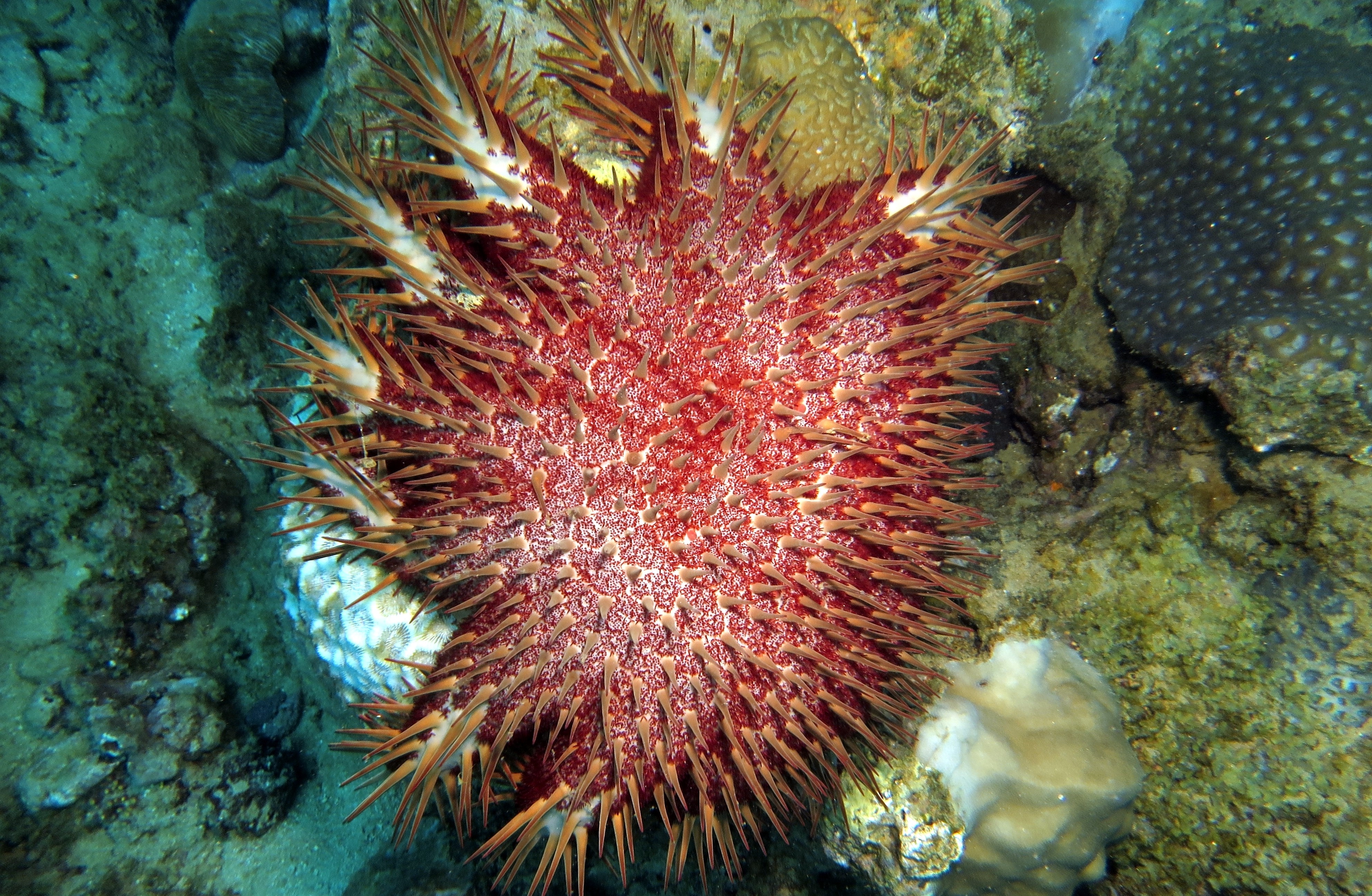 Economic Impact of Coral Reefs
