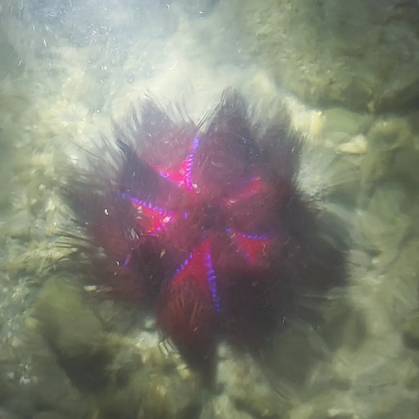 Red Star Urchin