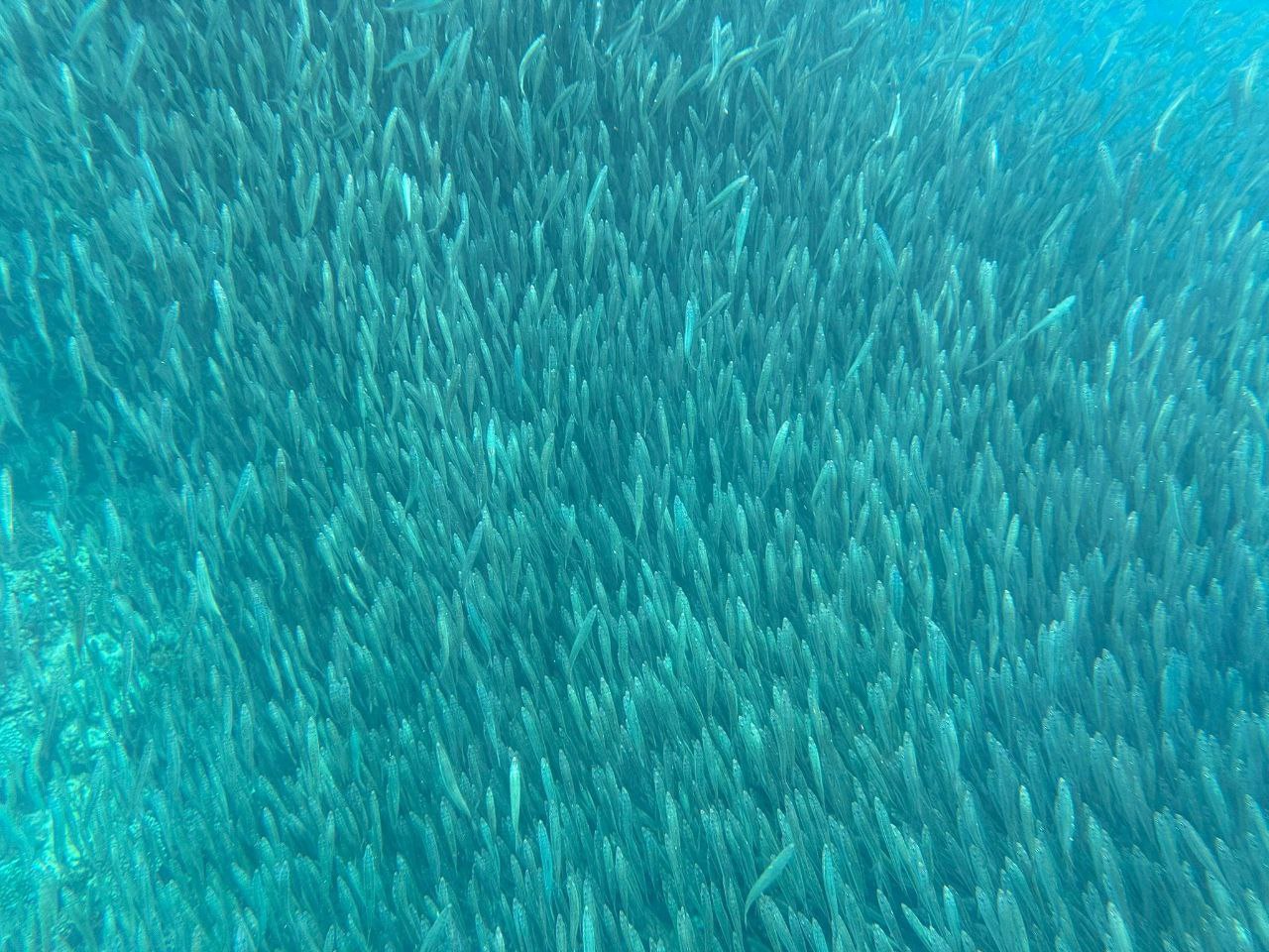 Moalboal Sardine Run