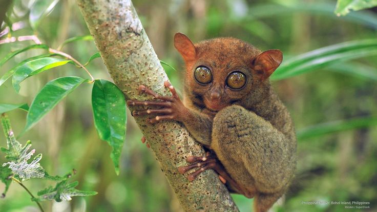 Philippine Tarsier